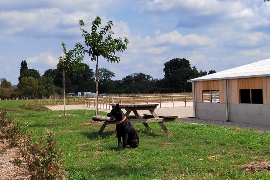 Si vous êtes cavalier professionel et que vous souhaitez trouver une écurie pour vous aider alors ne cherchez pas plus loing !